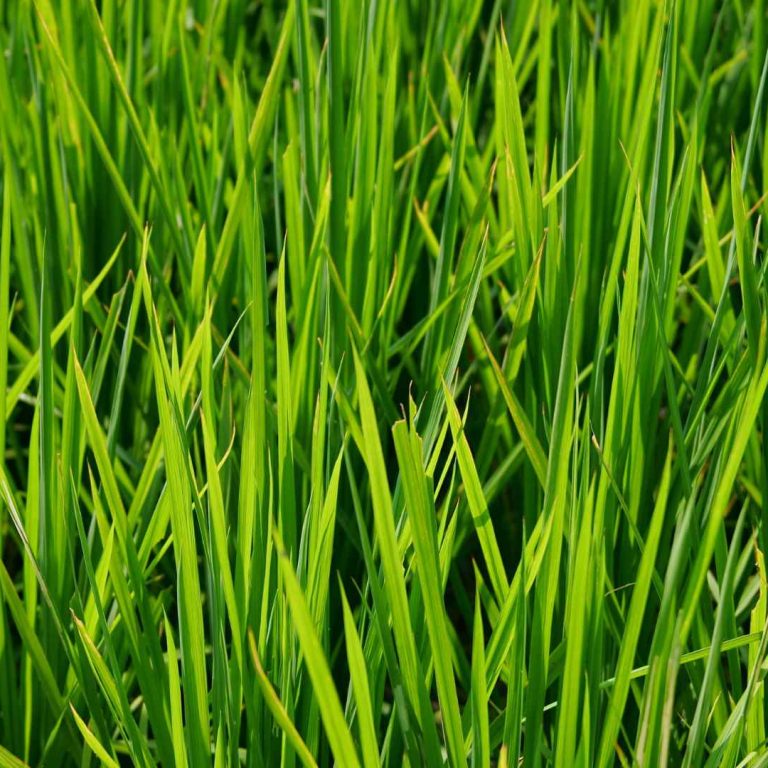 היתרונות של דשא קוקויה